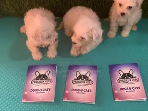 1-3 Months Male Purebred Maltese