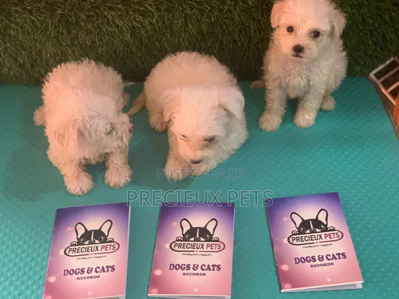 1-3 Months Male Purebred Maltese