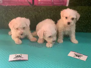 1-3 Months Female Purebred Maltese