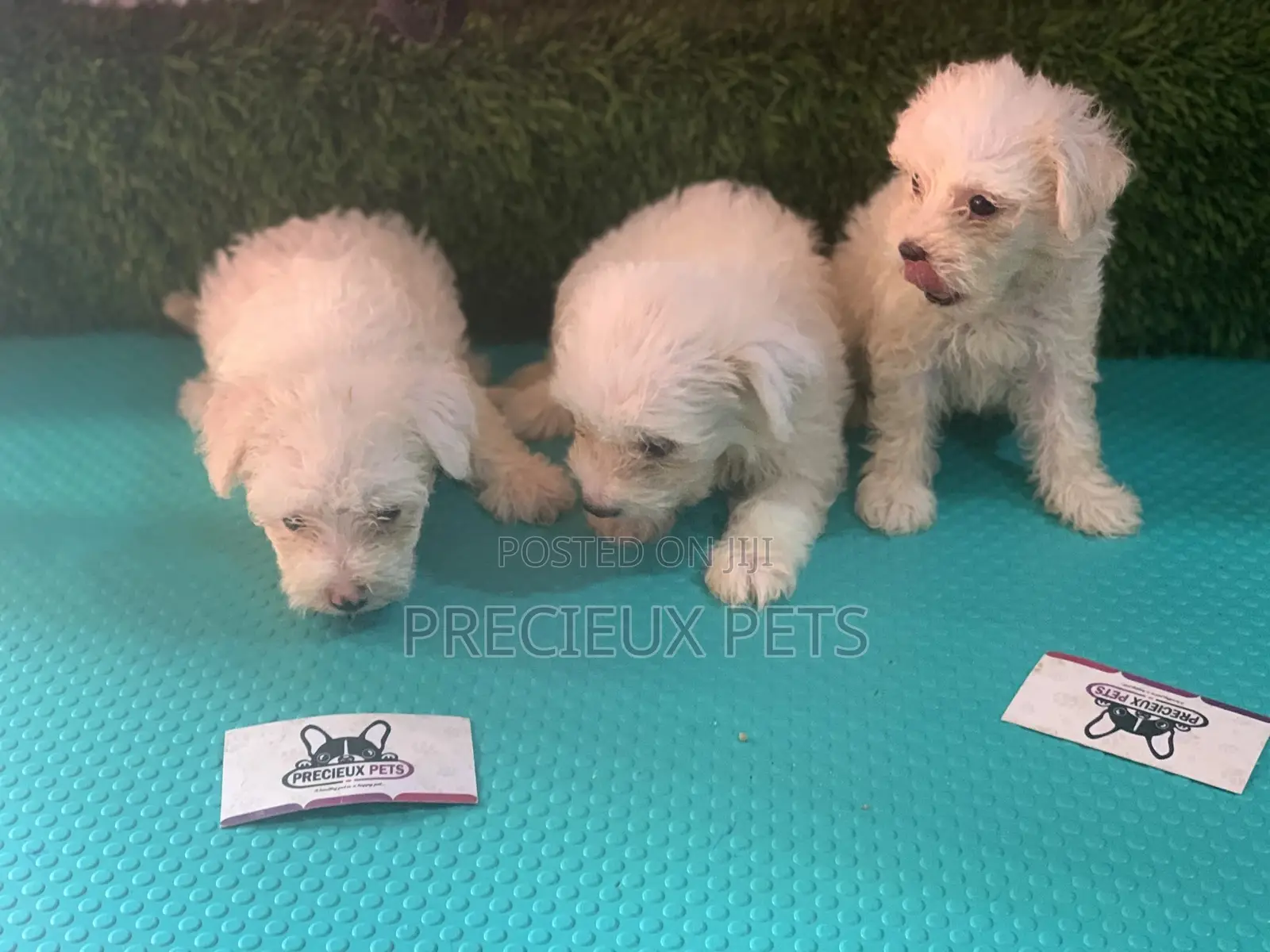 1-3 Months Female Purebred Maltese