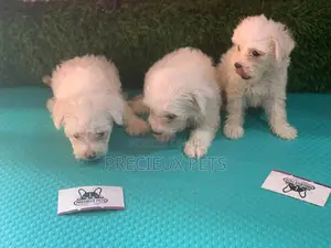 1-3 Months Female Purebred Maltese