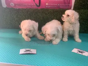 1-3 Months Female Purebred Maltese