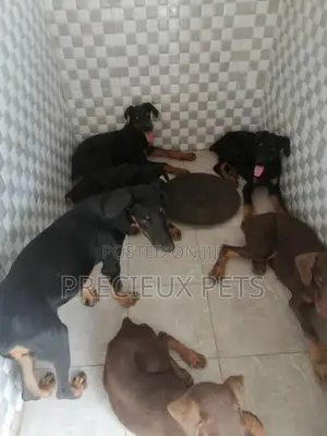 3-6 Months Male Purebred Doberman Pinscher