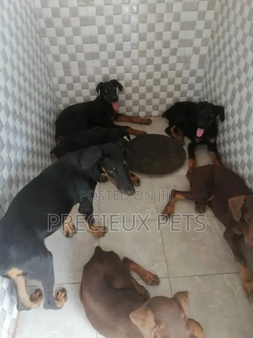 3-6 Months Male Purebred Doberman Pinscher