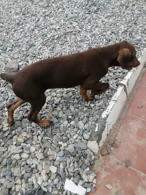 3-6 Months Male Purebred Doberman Pinscher