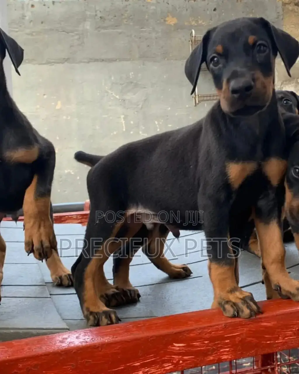 3-6 Months Male Purebred Doberman Pinscher