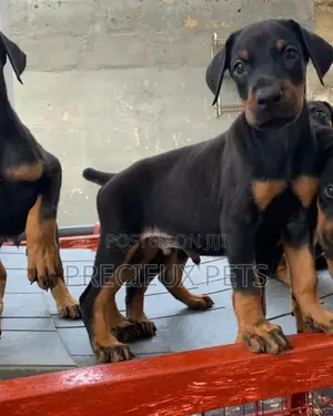 3-6 Months Male Purebred Doberman Pinscher