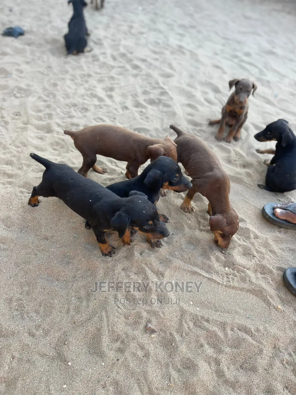 1-3 months Male Purebred Doberman Pinscher