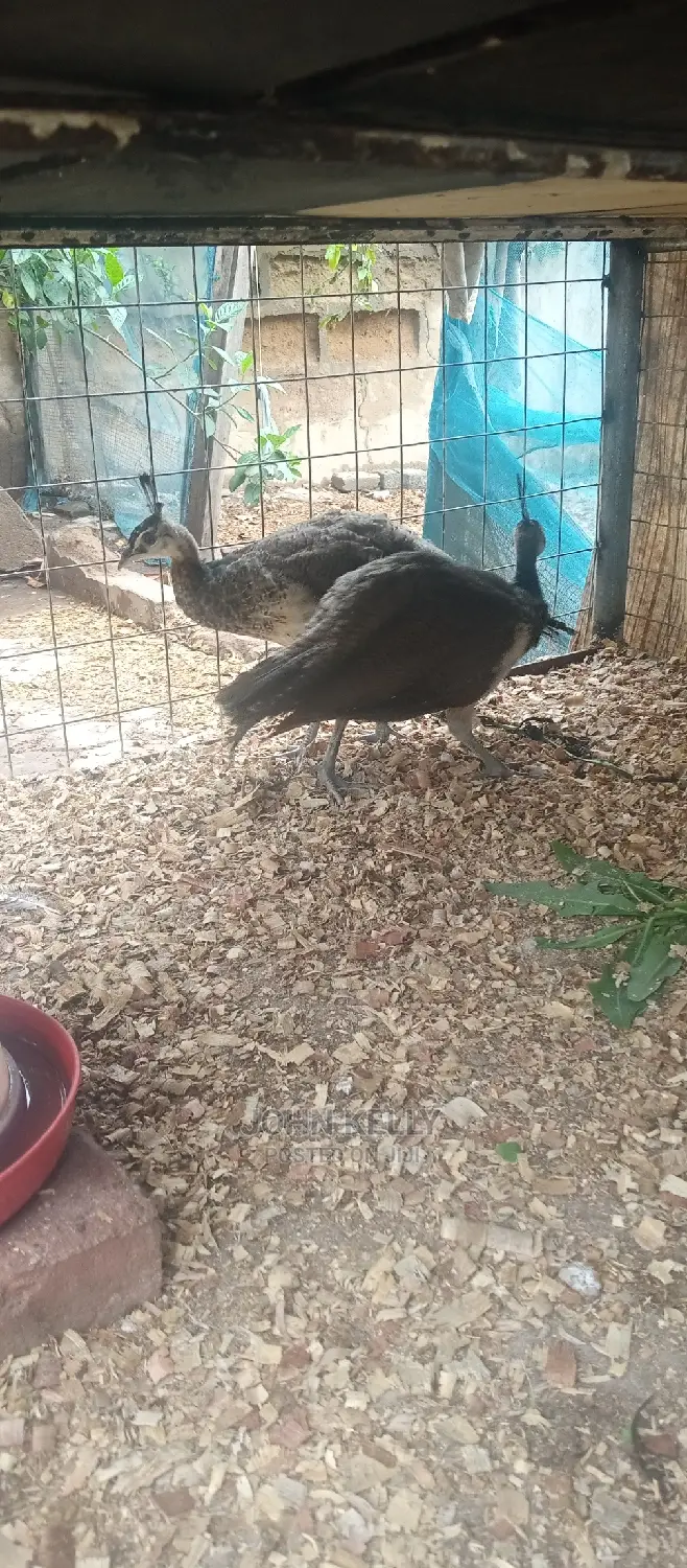 Different Type of Chickens