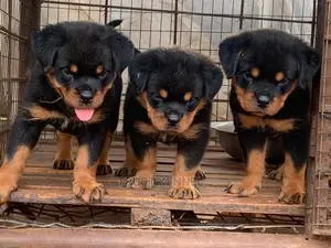 1-3 Months Female Purebred Rottweiler