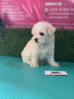 1-3 Months Male Purebred Maltese