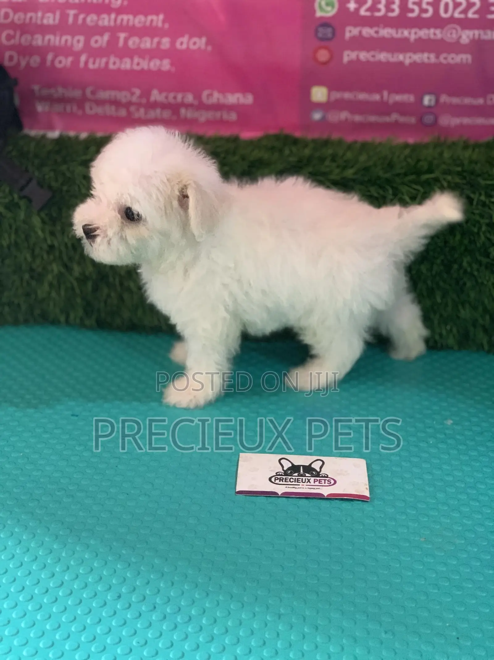 1-3 Months Male Purebred Maltese