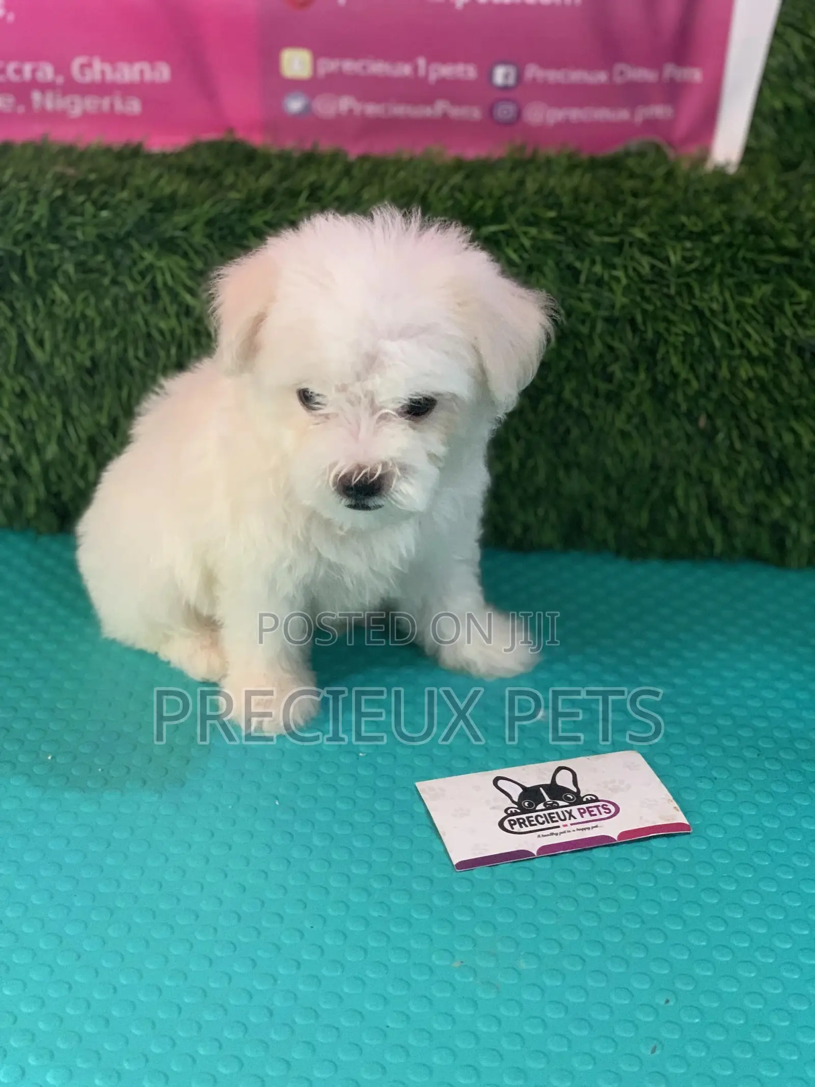 1-3 Months Male Purebred Maltese