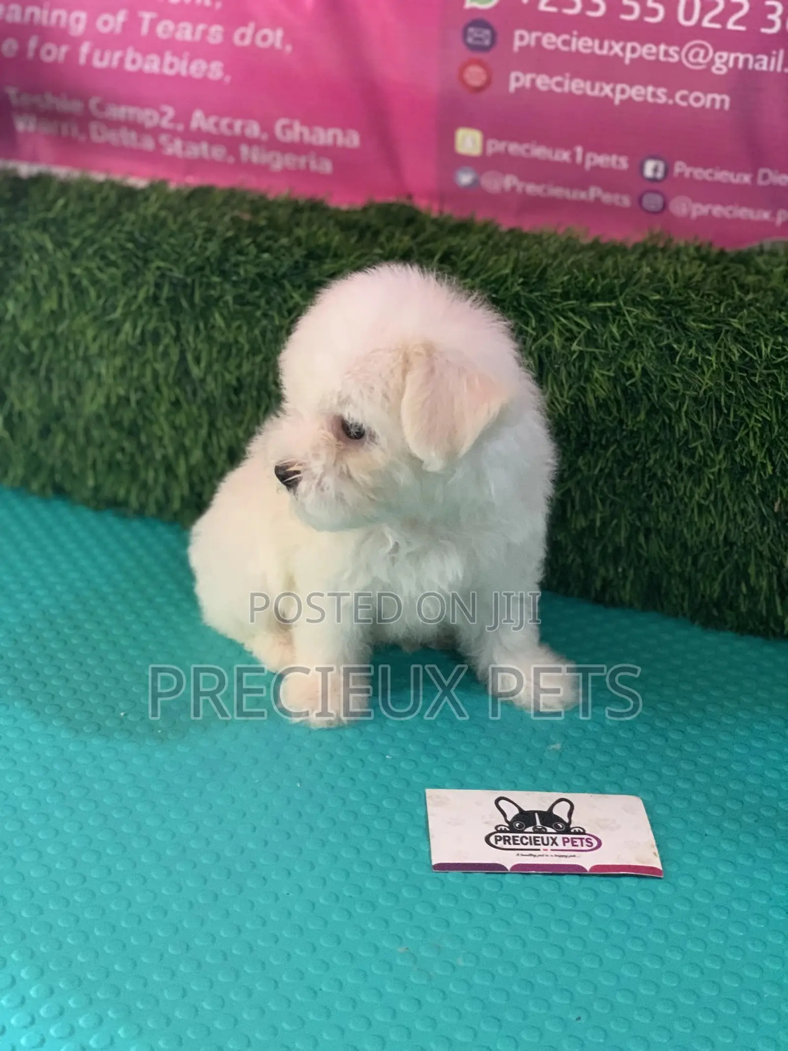 1-3 Months Male Purebred Maltese