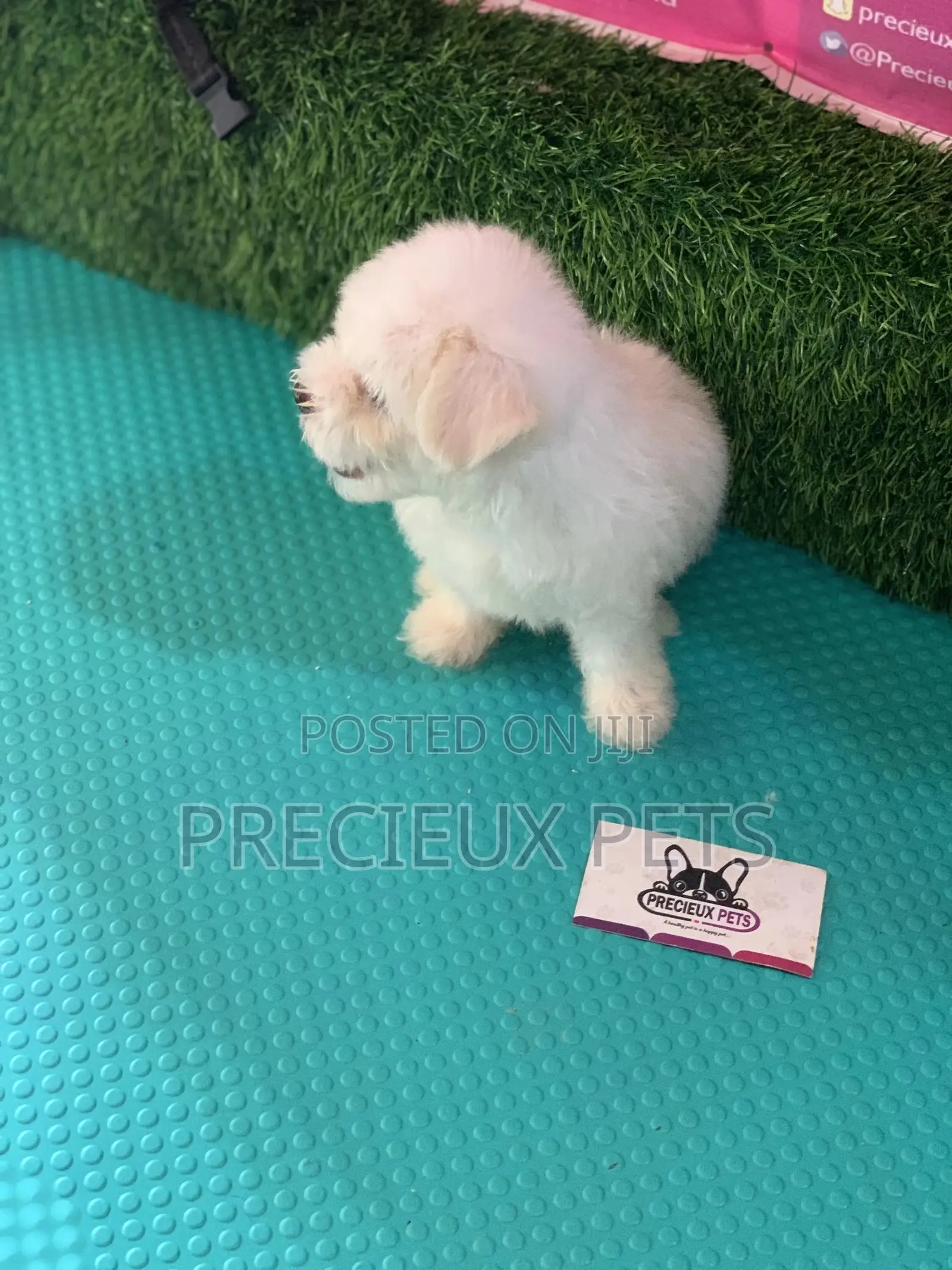 1-3 Months Male Purebred Maltese