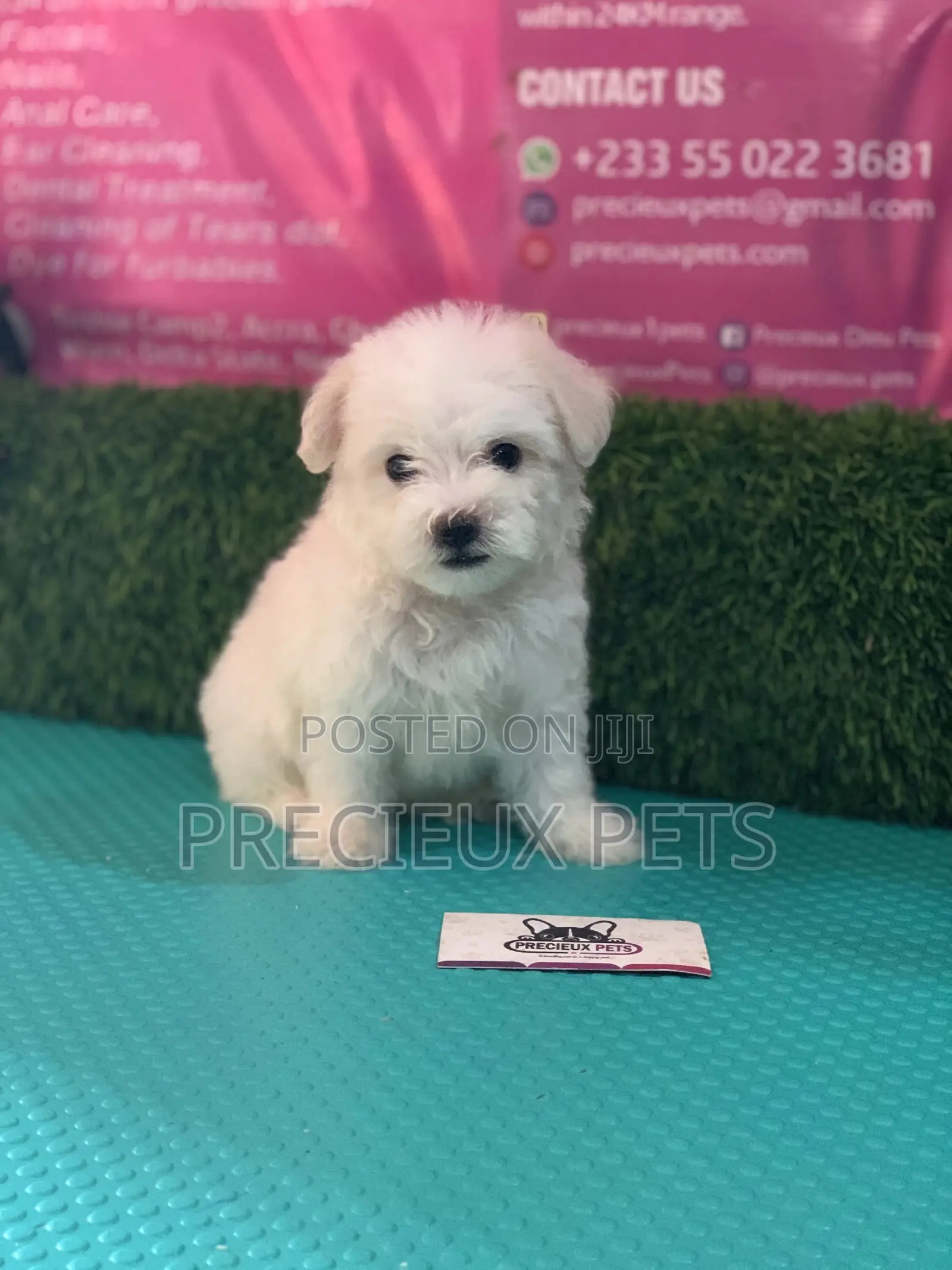 1-3 Months Male Purebred Maltese