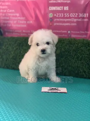 1-3 Months Male Purebred Maltese