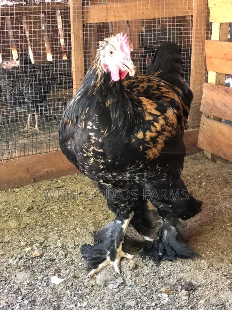 Brahma Birds Available