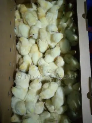 Day Old Chicken Available