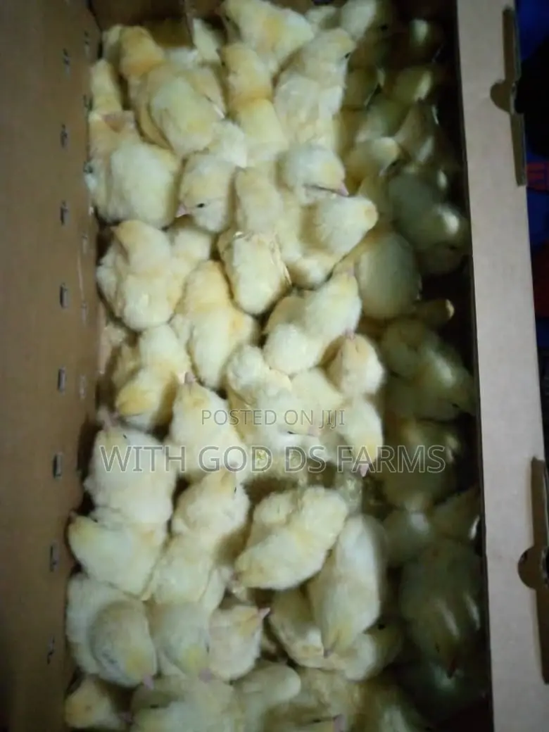 Day Old Chicken Available