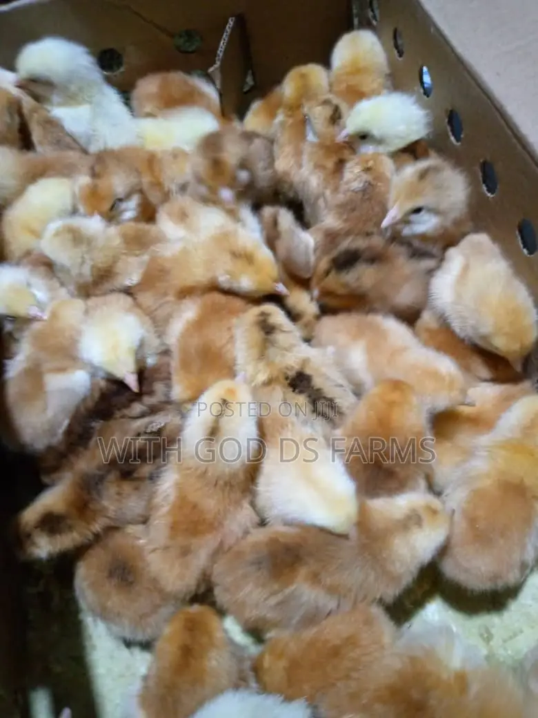 Day Old Chicken Available