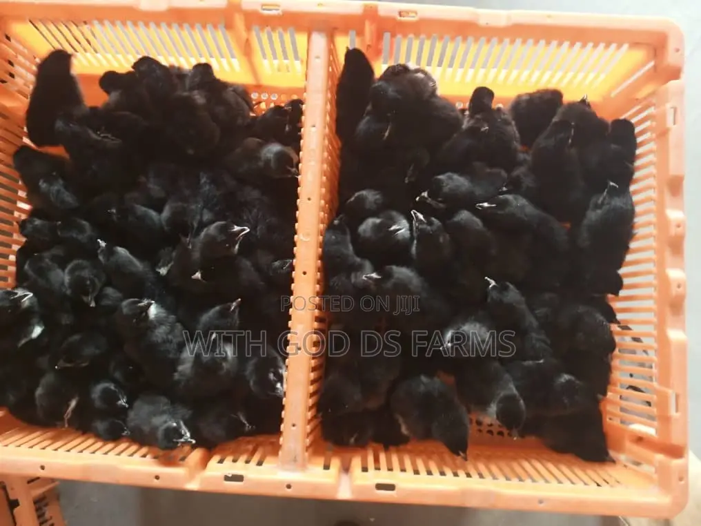 Day Old Chicken Available