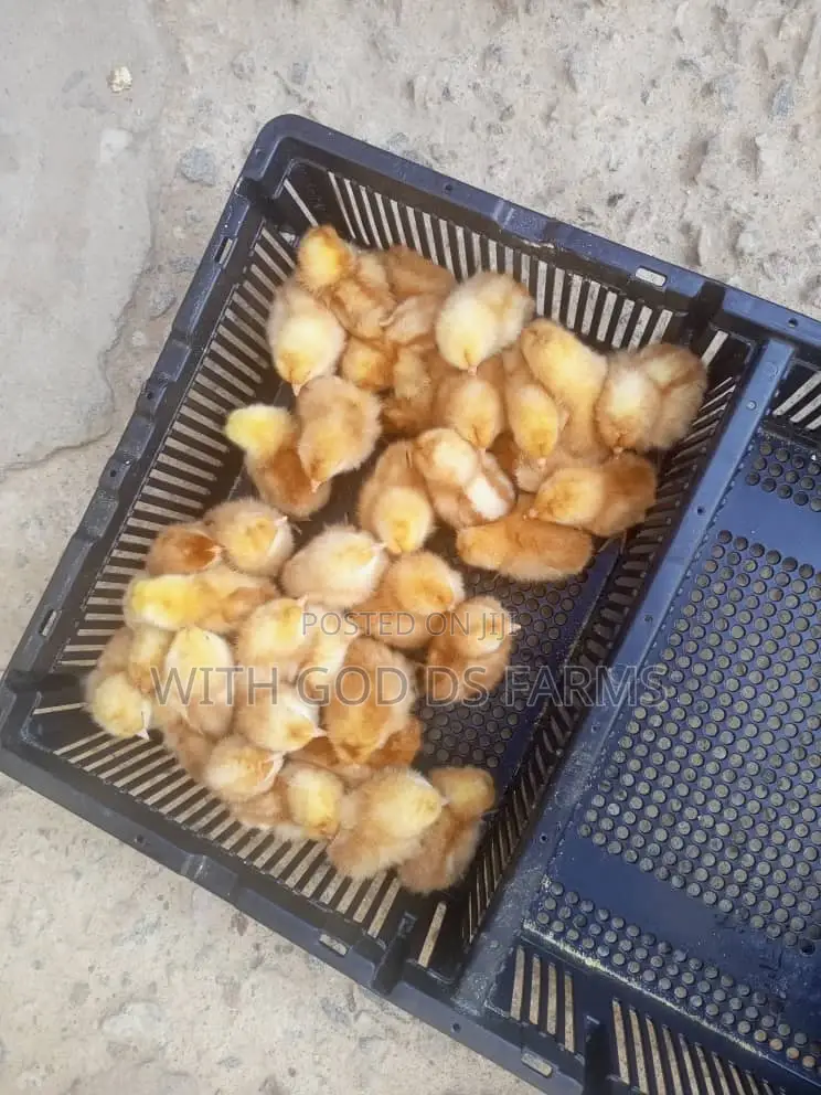 Day Old Chicken Available