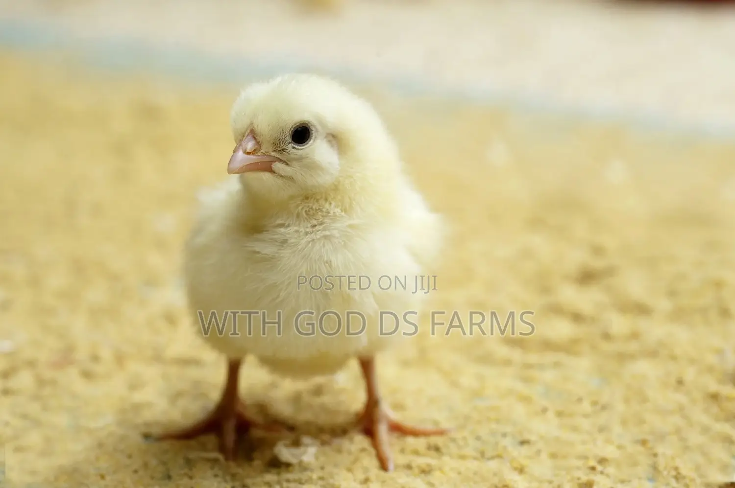 Day Old Chicken Available