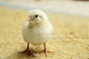 Day Old Chicken Available