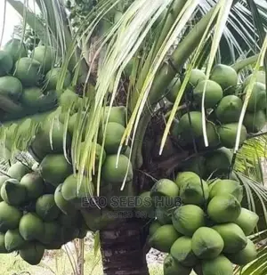 Exotic Dwarf Coconut Seedlings
