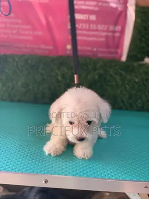 1-3 Months Female Purebred Maltese