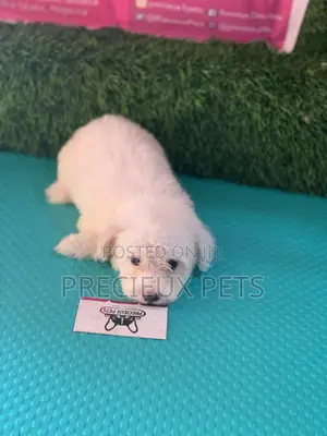1-3 Months Female Purebred Maltese