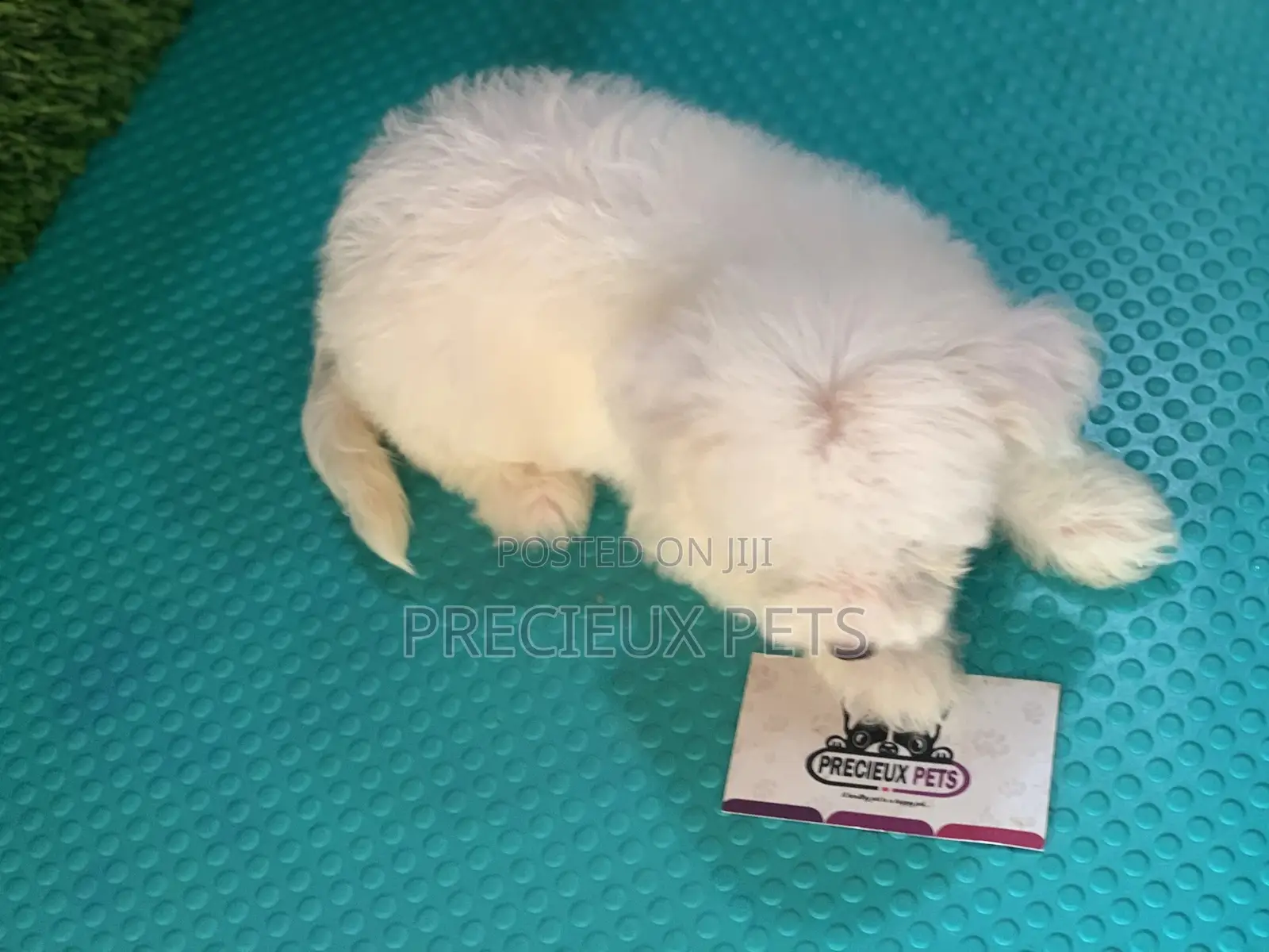 1-3 Months Female Purebred Maltese