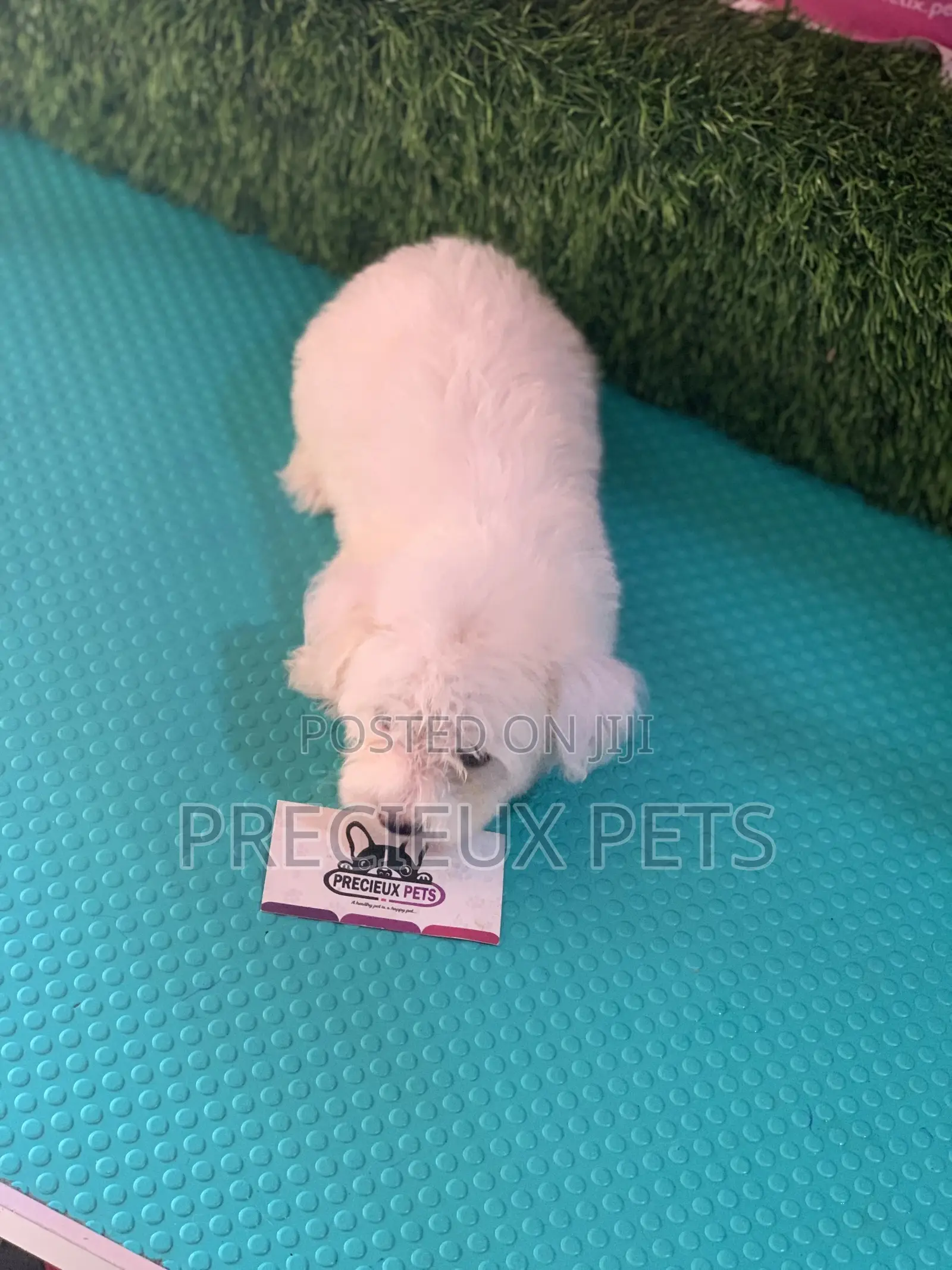 1-3 Months Female Purebred Maltese