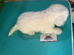 1-3 Months Female Purebred Maltese