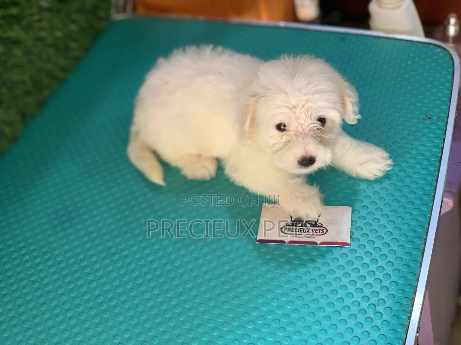 1-3 Months Female Purebred Maltese