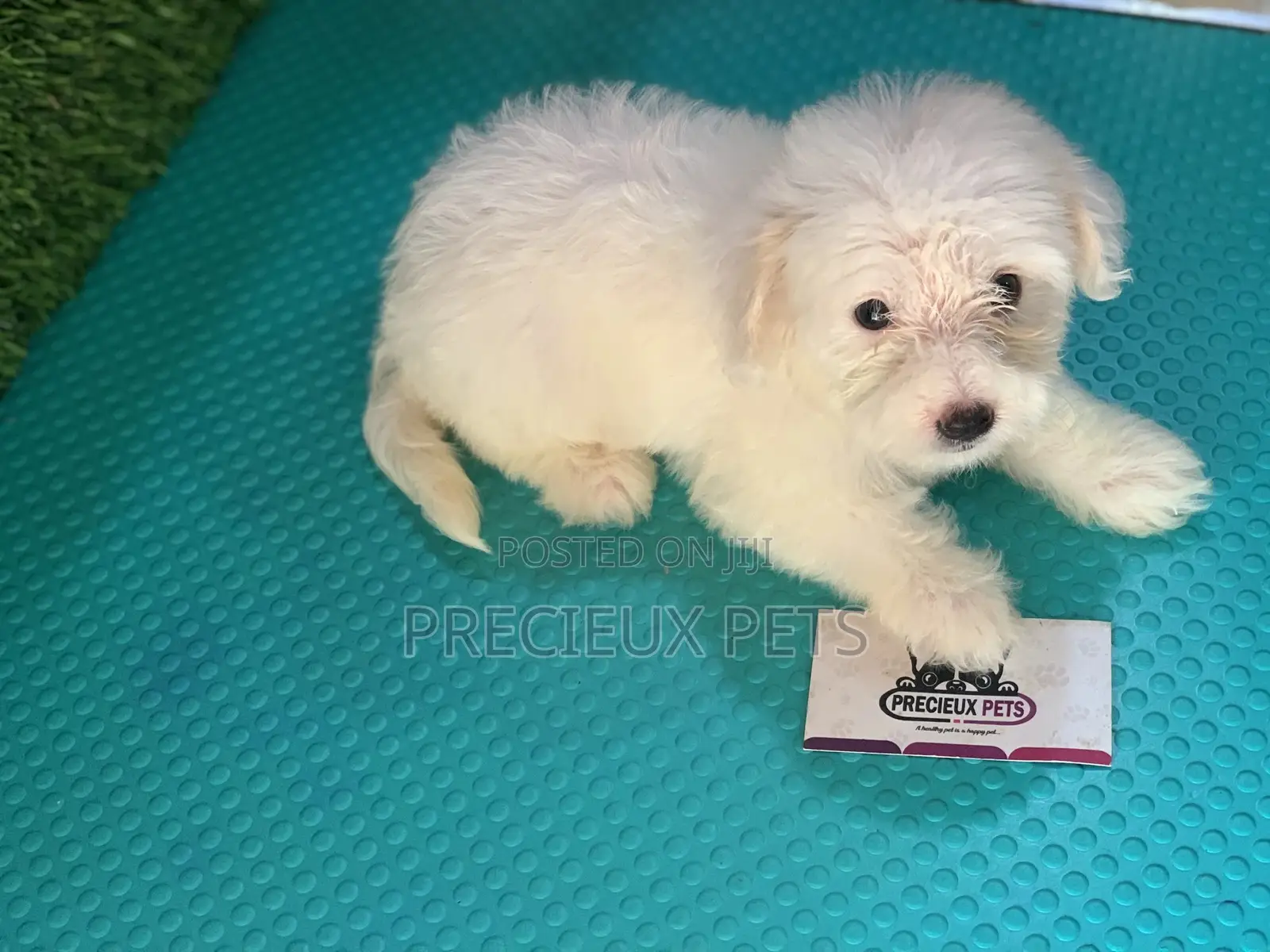 1-3 Months Female Purebred Maltese