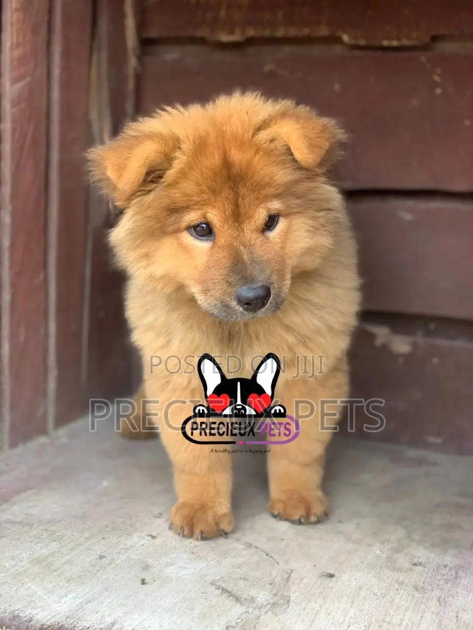 1-3 Months Male Purebred Chow Chow
