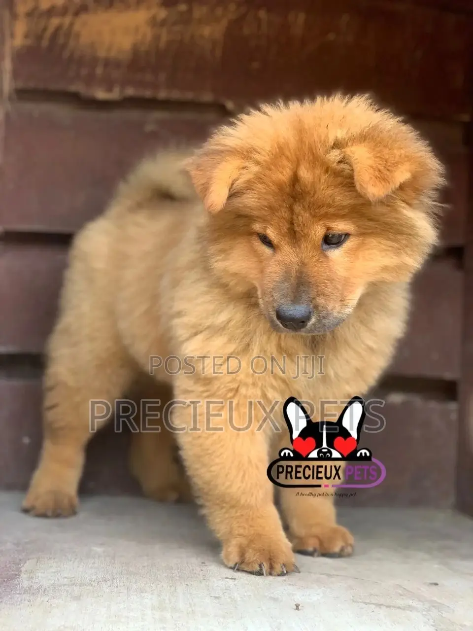 1-3 Months Male Purebred Chow Chow