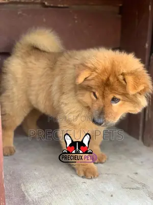 1-3 Months Male Purebred Chow Chow
