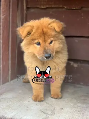 1-3 Months Male Purebred Chow Chow