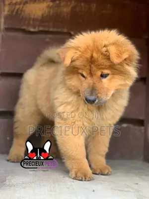 1-3 Months Male Purebred Chow Chow