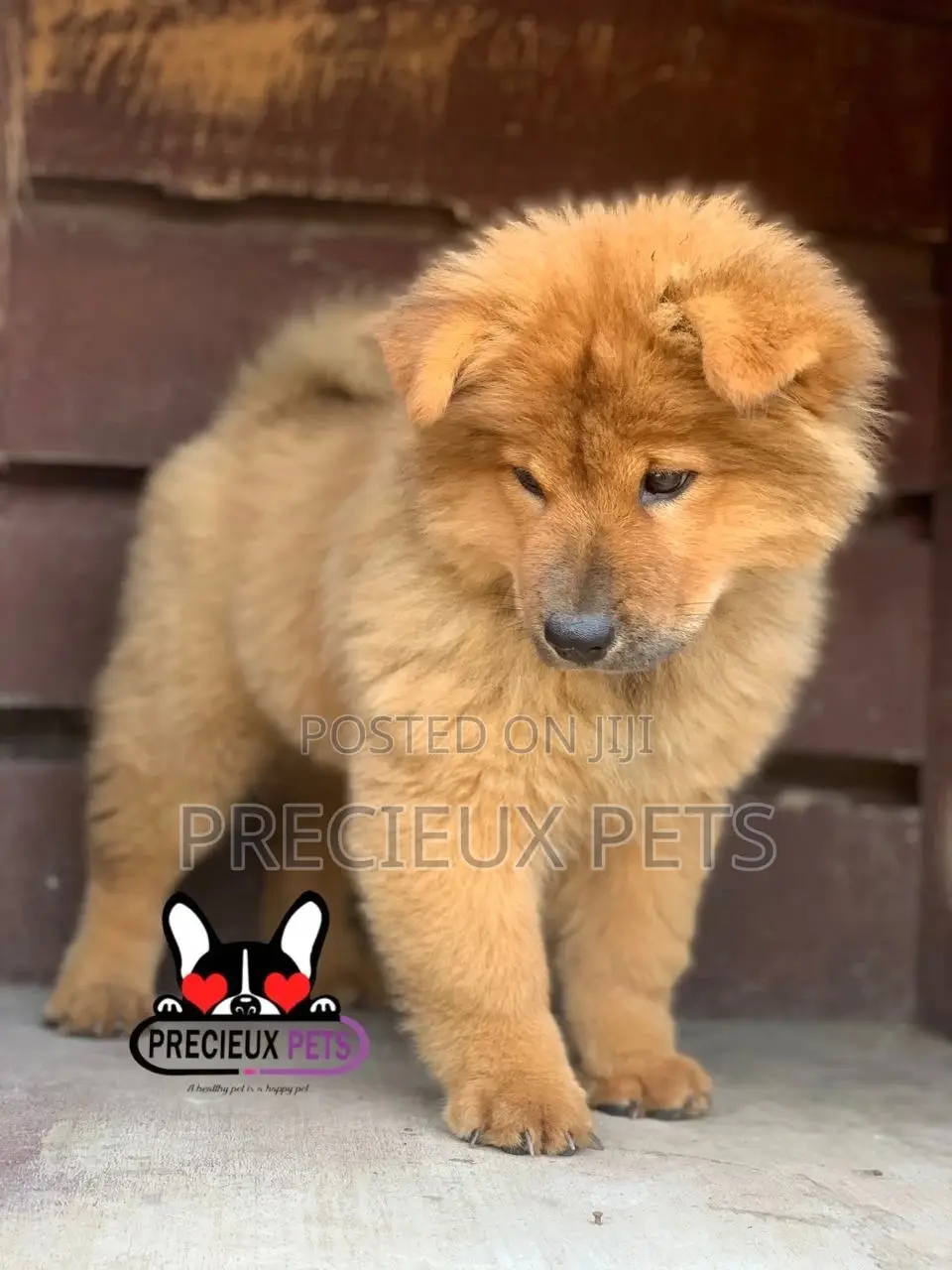 1-3 Months Male Purebred Chow Chow