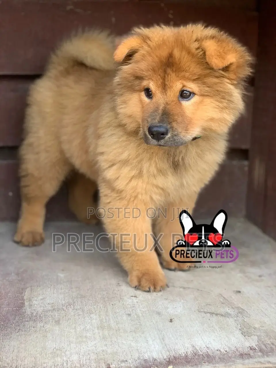 1-3 Months Male Purebred Chow Chow