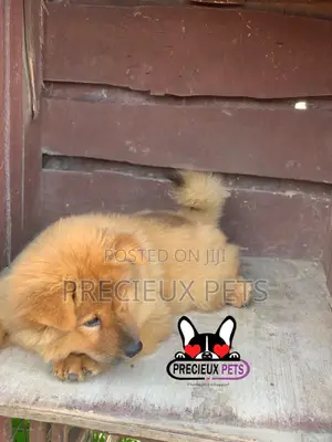 1-3 Months Female Purebred Chow Chow