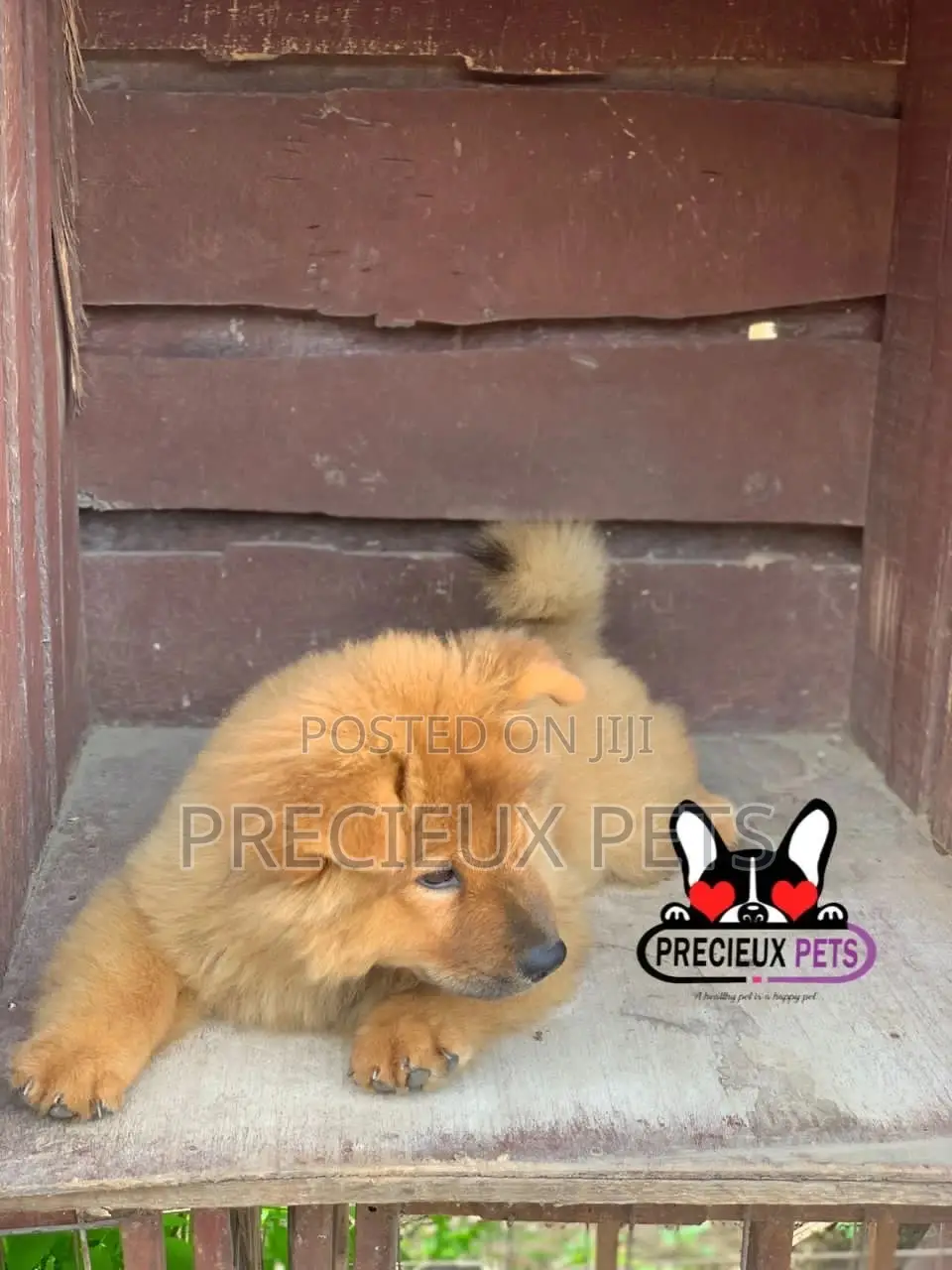 1-3 Months Female Purebred Chow Chow