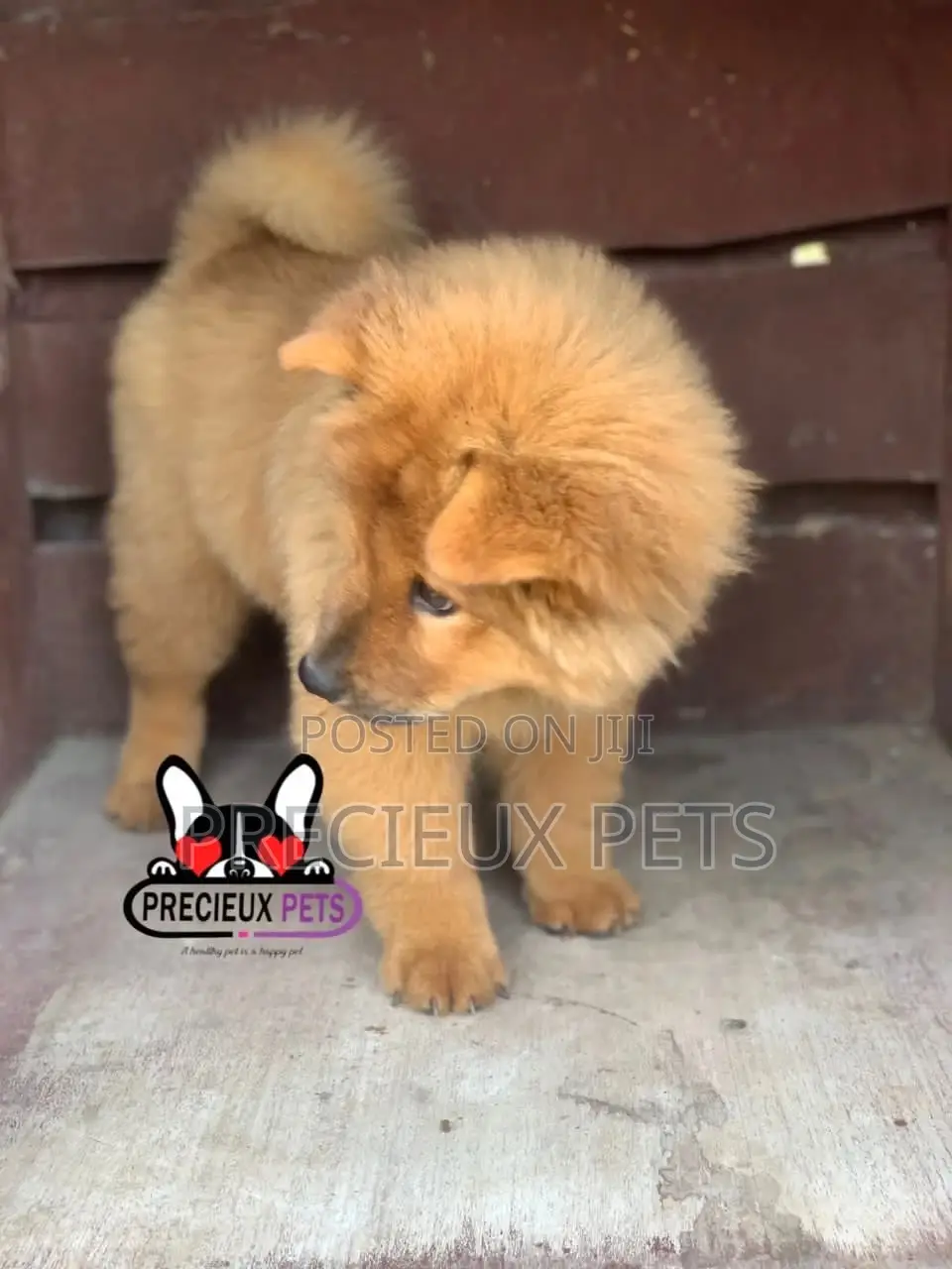 1-3 Months Female Purebred Chow Chow