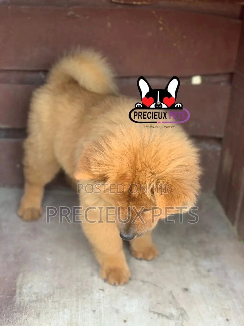 1-3 Months Female Purebred Chow Chow
