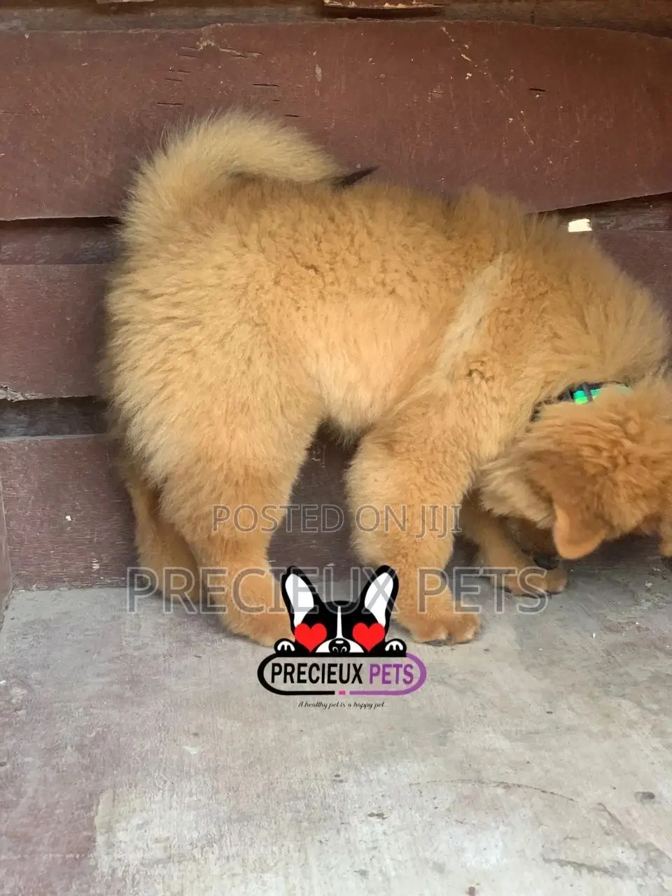 1-3 Months Female Purebred Chow Chow