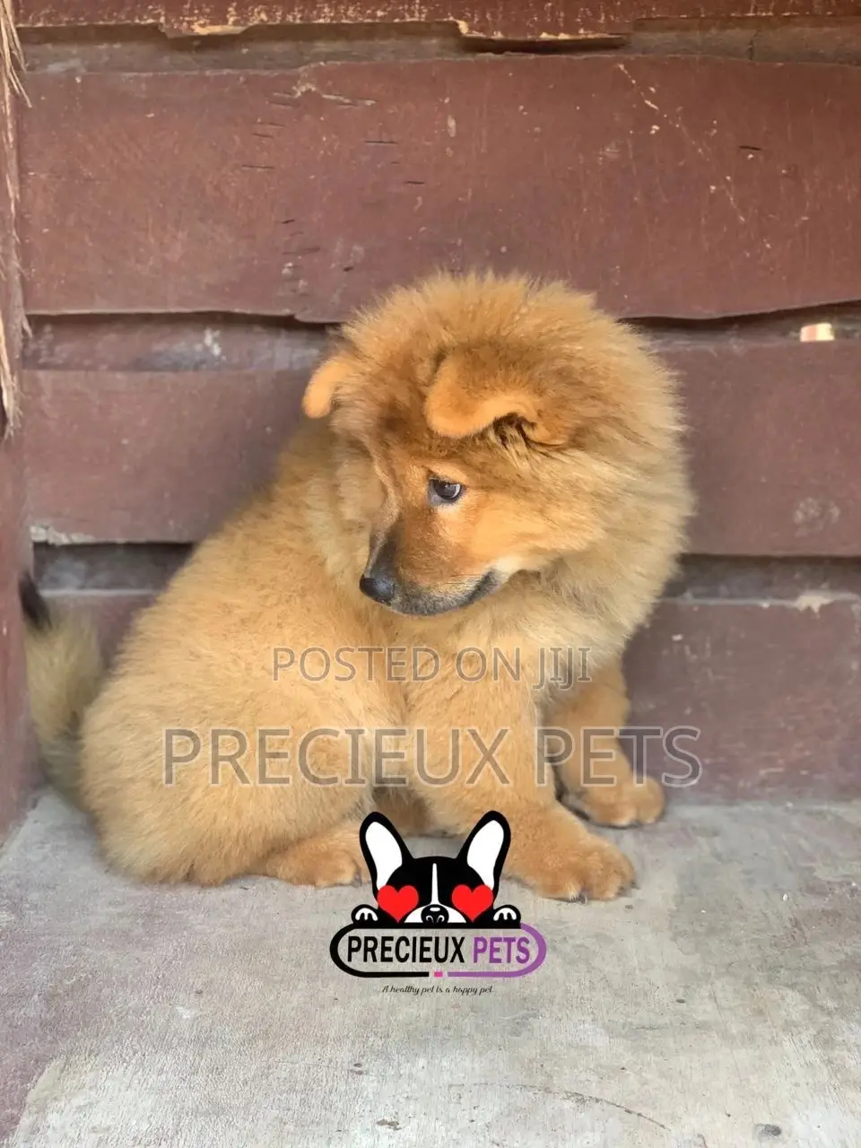 1-3 Months Female Purebred Chow Chow